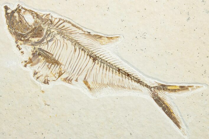 Detailed Fossil Fish (Diplomystus) - Wyoming #346049